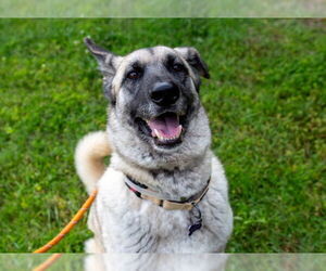 German Shepherd Dog Dogs for adoption in Louisville, KY, USA