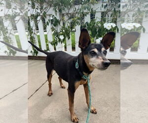 Miniature Pinscher Dogs for adoption in Newport Beach, CA, USA