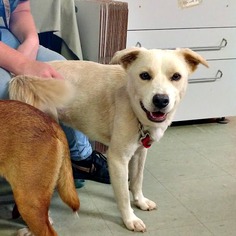 Australian Shepherd-Unknown Mix Dogs for adoption in Pensacola, FL, USA