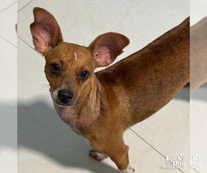 Chihuahua-Unknown Mix Dogs for adoption in Washington, DC, USA