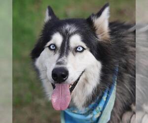 Alaskan Malamute-Unknown Mix Dogs for adoption in San Antonio, TX, USA