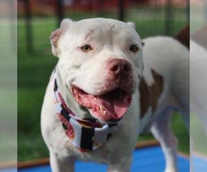 American Staffordshire Terrier-Unknown Mix Dogs for adoption in San Antonio, TX, USA
