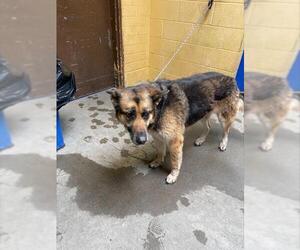 German Shepherd Dog-Siberian Husky Mix Dogs for adoption in Stockton, CA, USA