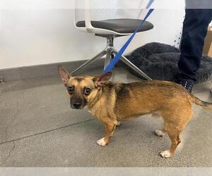 Chihuahua Dogs for adoption in San Martin, CA, USA