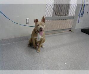 American Pit Bull Terrier Dogs for adoption in Pasadena, TX, USA