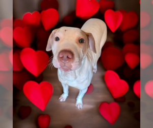 Mutt Dogs for adoption in Vail, AZ, USA