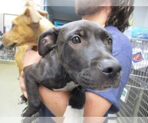 Bullboxer Pit Dogs for adoption in Oklahoma City, OK, USA