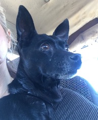 Chihuahua-Unknown Mix Dogs for adoption in Von Ormy, TX, USA