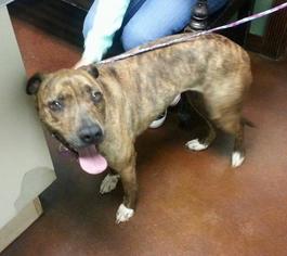 American Staffordshire Terrier-Unknown Mix Dogs for adoption in Phoenixville, PA, USA