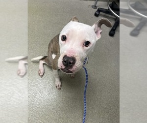Mutt Dogs for adoption in Las Vegas, NV, USA