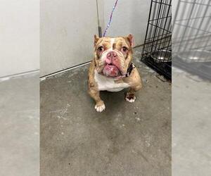 French Bulldog-Unknown Mix Dogs for adoption in Rosenberg, TX, USA