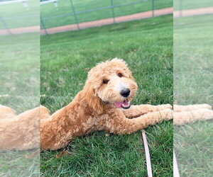 Golden Retriever Dogs for adoption in Evansville, IN, USA