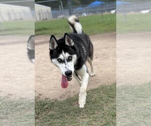 Mutt Dogs for adoption in Virginia Beach, VA, USA