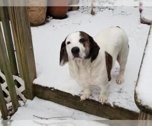Bully Basset Dogs for adoption in Spring Lake, NJ, USA