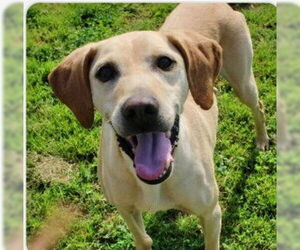 Mutt Dogs for adoption in Minneapolis, MN, USA