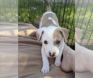 Mutt Dogs for adoption in Wenonah, NJ, USA