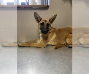 German Shepherd Dog-Unknown Mix Dogs for adoption in Redlands, CA, USA