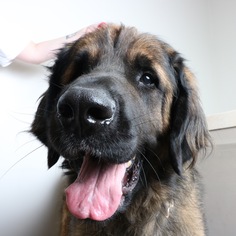 Leonberger Dogs for adoption in Eden Prairie, MN, USA