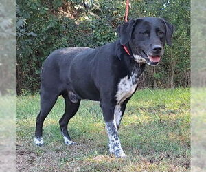 Medium Photo #5 Labrador Retriever-Unknown Mix Puppy For Sale in Wetumpka, AL, USA