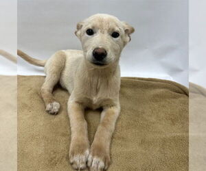 Siberian Husky Dogs for adoption in Riverside, CA, USA