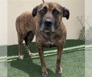 Mastiff Dogs for adoption in Visalia, CA, USA