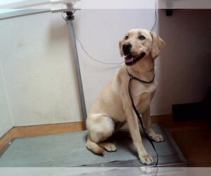 Labrador Retriever-Unknown Mix Dogs for adoption in Martinez, CA, USA