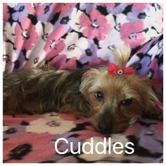 Silky Terrier-Unknown Mix Dogs for adoption in Lebanon, MO, USA