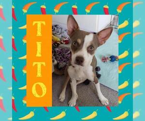 Chihuahua Dogs for adoption in Littleton, CO, USA