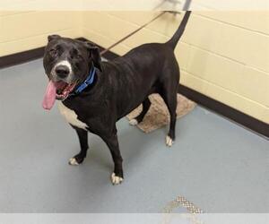 Labrador Retriever Dogs for adoption in Denver, CO, USA