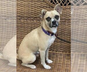 Chug Dogs for adoption in Rockaway, NJ, USA