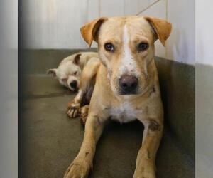 Labrador Retriever-Unknown Mix Dogs for adoption in San Antonio, TX, USA