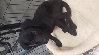 Mutt Dogs for adoption in Brooksville, FL, USA
