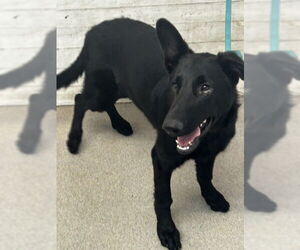 German Shepherd Dog Dogs for adoption in San Bernardino, CA, USA