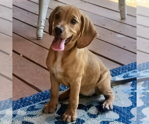 Beagle-Unknown Mix Dogs for adoption in Batavia, OH, USA