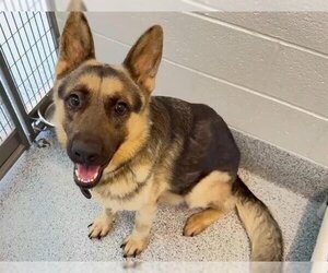 German Shepherd Dog Dogs for adoption in Houston, TX, USA