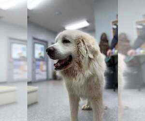 Great Pyrenees Dogs for adoption in Croydon, NH, USA