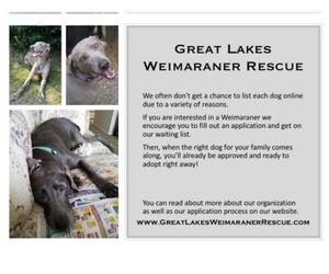 Weimaraner Dogs for adoption in Grand Haven, MI, USA