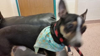 Rat Terrier Dogs for adoption in Wilmington, DE, USA