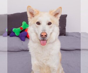 Huskies -Unknown Mix Dogs for adoption in Los Angeles, CA, USA