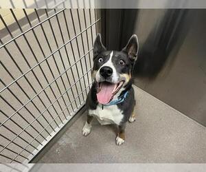 Siberian Husky-Unknown Mix Dogs for adoption in Denver, CO, USA