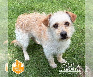 Mutt Dogs for adoption in Irvine, CA, USA