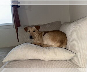 Golden Retriever-Unknown Mix Dogs for adoption in Escondido, CA, USA