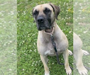 Mastiff Dogs for adoption in Virginia Beach, VA, USA