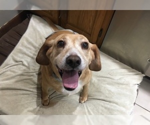 Basset Hound-Labrador Retriever Mix Dogs for adoption in Cool Ridge, WV, USA
