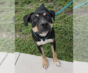 American Staffordshire Terrier Dogs for adoption in Fort Lauderdale, FL, USA