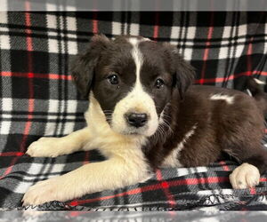 American Pit Bull Terrier-Unknown Mix Dogs for adoption in HESPERIA, CA, USA