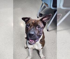 American Staffordshire Terrier-Unknown Mix Dogs for adoption in Newton, NC, USA