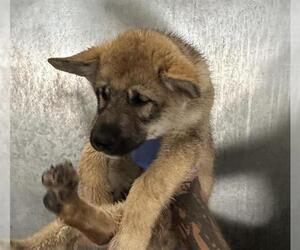 German Shepherd Dog-Siberian Husky Mix Dogs for adoption in HESPERIA, CA, USA