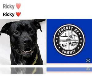 Mastador Dogs for adoption in Akron, OH, USA