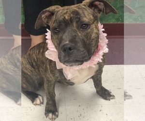 American Pit Bull Terrier Dogs for adoption in Euless, TX, USA